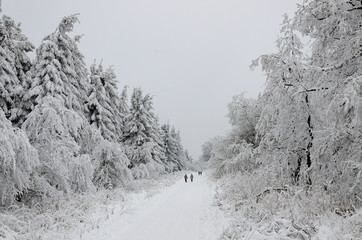 Winterwald