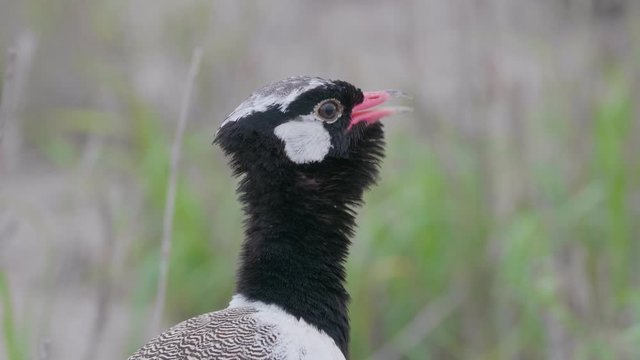 Southern Black Korhaan Or Afrotis Afra Calling In The Wild - Close up