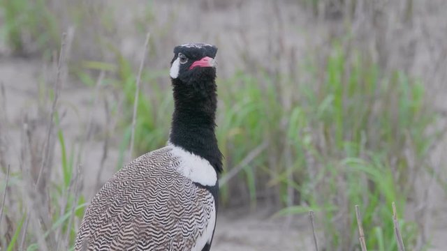 Southern Black Korhaan Looking Around While Standing At The Savannah In Botswana - Closeup Shot