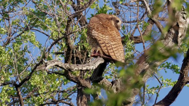 Pel's fishing owl looking back while perching on the tree branch in Botswana - Low angle shot