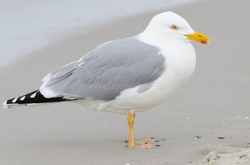 Silbermöwe (Larus argentatus)