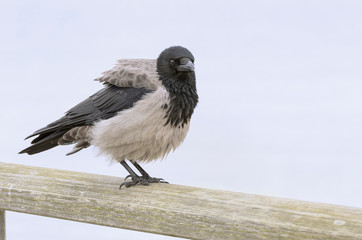 Nebelkrähe 