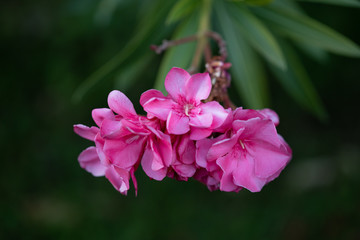 Pink flower of oleander