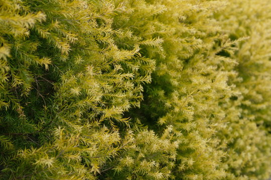 close up dense golden yellow Melaleuca bracteata leaves. Blur background