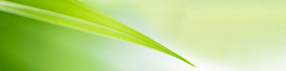 Closeup tropical green leaf textured on blurred background. Nature background for banner and cover page concept.