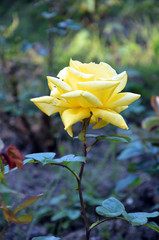 Obraz premium rose beautiful yellow flower in the garden