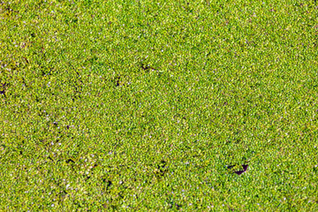 Green coating on the surface of the garden pond at the beginning of spring suitable as a background