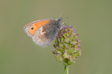 Kleines Wiesenvögelchen auf Wiesenknopf