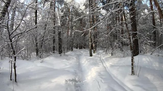 Slow motion video of walking through Siberian winter  forest under the snow.