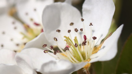 Obraz premium Frühlingsblume 