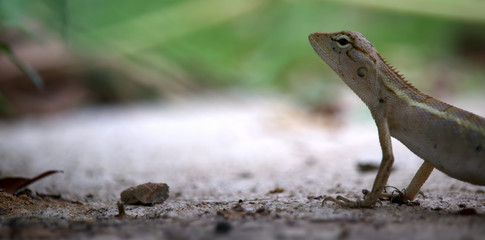Close up small chameleon on the street, Chameleon walking 