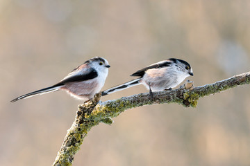 Fototapeta premium Schwanzmeisen