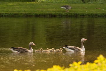 Graugansfamilie