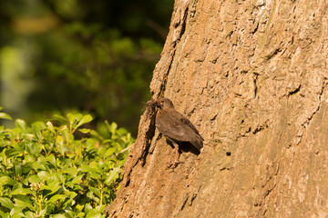 Amsel mit Nistmaterial