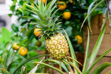 Obraz premium Close up of raw yellow pineapple or ananas in a garden wooden box in a raining day, with small waterdrops on green leaves in an organic garden, beautiful outdoor natural background, urban gardening