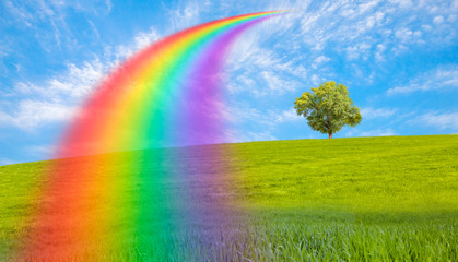 Plakat Beautiful landscape with green grass field and lone tree in the background amazing rainbow