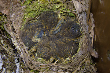  Rotkehlchennest