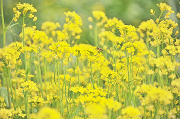 Blooming rape flowers, Jiangmen, Guangdong, China.