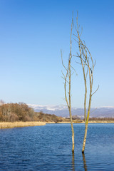 View of a dead tree covered in yellow moss on a scenic lake surrounded by reed and distant mountains covered by snow