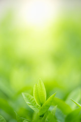 Nature of green leaf in garden at summer. Natural green leaves plants using as spring background cover page greenery environment ecology wallpaper