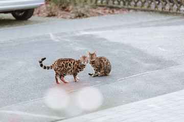 Bengalkatze Kitten Hauskatze