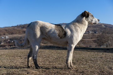 Fototapeta premium A dog on a background of mountains looking into the distance