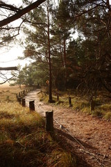 Wanderweg in der Abendsonne 