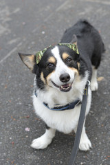 サングラスと黒コーギー