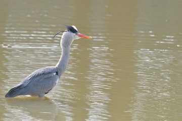 怒って佇んでいる青鷺