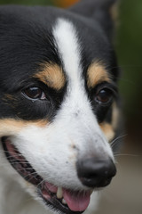 黒コーギーの顔のアップ