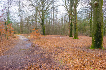 Path in a forest with pines and deciduous trees in sunlight in winter