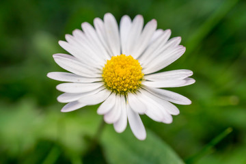 Obraz premium Beautiful white marguerite daisy flower with a green background