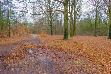 Path in a forest with pines and deciduous trees in sunlight in winter