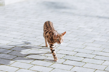 Bengalkatze draußen in der Natur