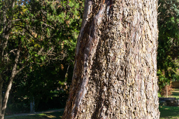 Obraz premium Pine tree with rough and textured bark in the sun at the end of winter