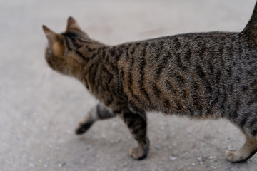 Cat walking on the road