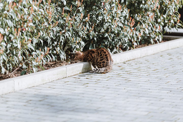 Bengalkatze draußen in der Natur