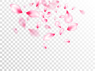Pink cherry blossom petals isolated