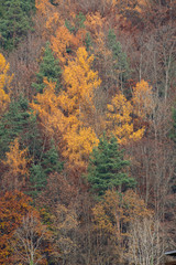 Beautiful green, orange and red autumn forest in Germany from above