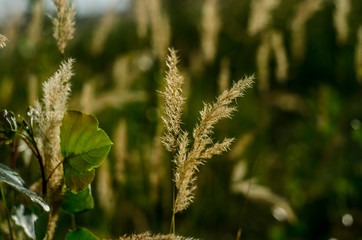 Beautiful nature and stems.