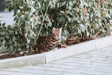 Bengalkatze draußen in der Natur