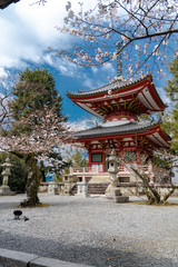 京都 知恩院の桜と春の景色
