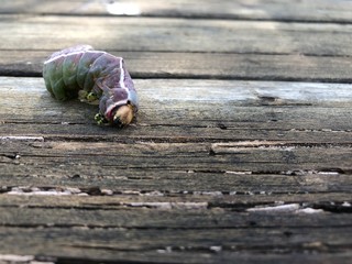 Insectos de la sierra de guara