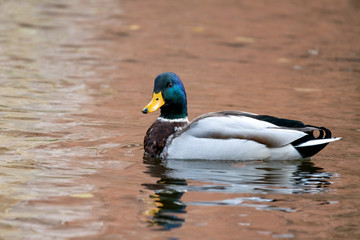 Obraz premium Close-Up of a male Drake Mallard duck