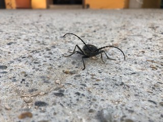 Insectos de la sierra de guara