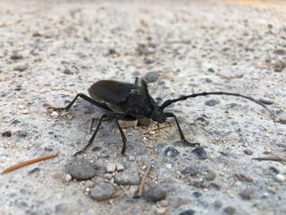 Insectos de la sierra de guara