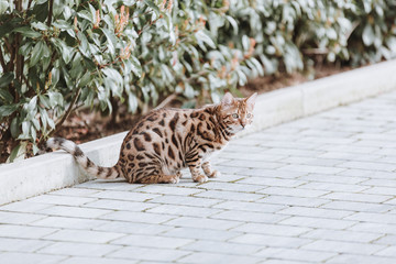 Bengalkatze Hauskatze