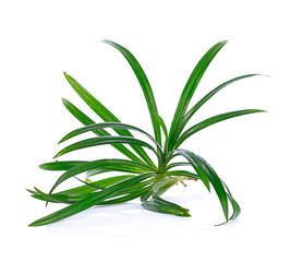  Pandan leaves isolated on white background