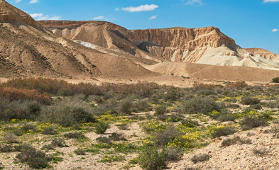 abundant yellow wildflowers growing between the scrubby desert vegetation in the nahal zin stream bed in israel with barren cliffs and blue sky in the background