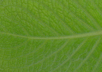 Green Leaves on a background.